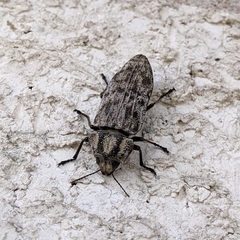 Polycesta elata