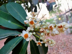 Calophyllum blancoi