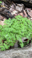 Dicentra canadensis