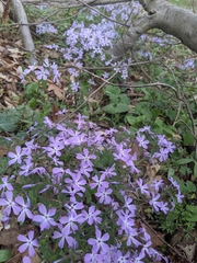 Phlox divaricata divaricata
