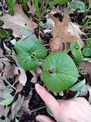 Asarum canadense reflexum