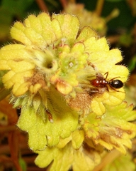 Camponotus lateralis