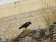 Corvus monedula