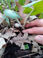 Asarum canadense reflexum