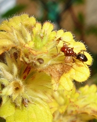 Camponotus lateralis