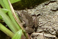 Microhyla nilphamariensis
