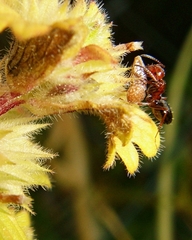 Camponotus lateralis