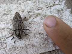 Polycesta elata