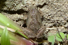 Microhyla nilphamariensis
