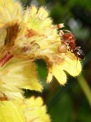 Camponotus lateralis