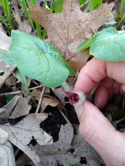 Asarum canadense reflexum