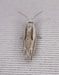 Eucosma striatana