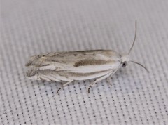 Eucosma striatana