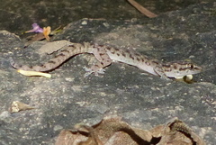 Hemidactylus gleadowi