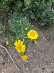 Glebionis coronaria