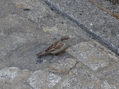 Passer domesticus