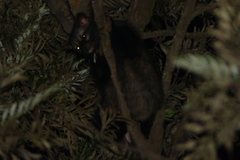 Paradoxurus hermaphroditus