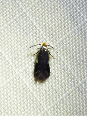 Stigmella resplendensella