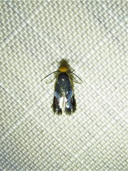 Stigmella resplendensella