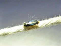 Stigmella resplendensella