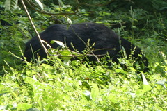 Melursus ursinus ursinus