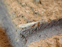Coleophora borea