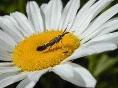 Coleophora deauratella
