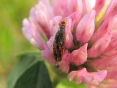 Coleophora deauratella