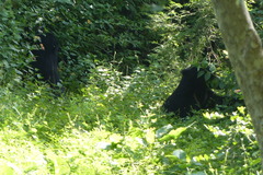 Melursus ursinus ursinus