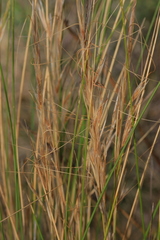 Austrostipa stipoides