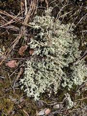 Cladonia caroliniana