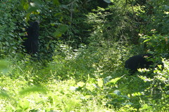 Melursus ursinus ursinus