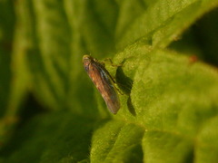 Colladonus waldanus