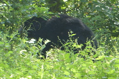 Melursus ursinus ursinus