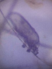 Petrogalochirus dycei