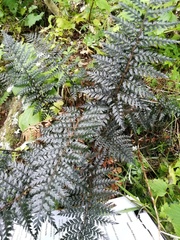 Polystichum neozelandicum zerophyllum × vestitum