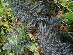Polystichum neozelandicum zerophyllum × vestitum