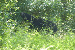 Melursus ursinus ursinus