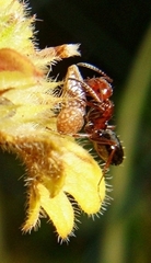 Camponotus lateralis