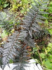 Polystichum neozelandicum zerophyllum × vestitum