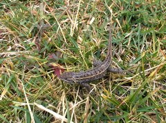 Sceloporus bicanthalis