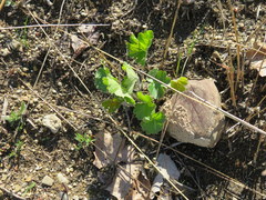 Heuchera richardsonii