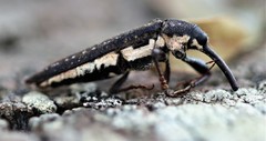 Rhinotia lineata