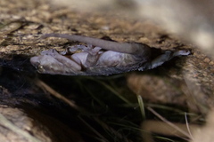 Hemidactylus robustus