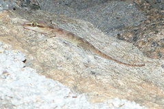 Hemidactylus robustus