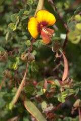 Bossiaea cordigera
