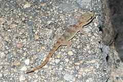Hemidactylus robustus
