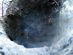 Selenocosmiinae
