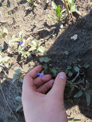 Viola communis