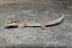 Hemidactylus robustus